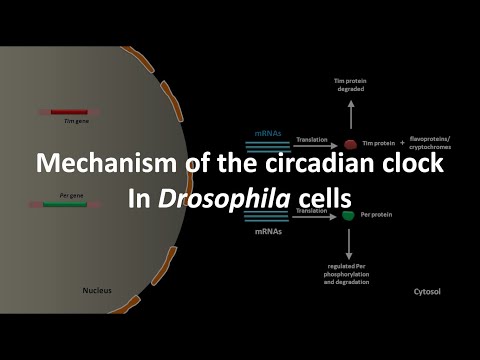 Circadian clock mechanism in Drosophila