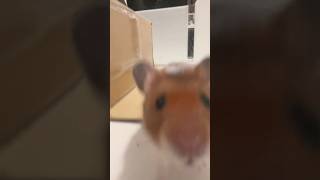迫り来るハム #ハムスター #ゴールデンハムスター #hamsters #goldenhamster #ペット #pets #癒し