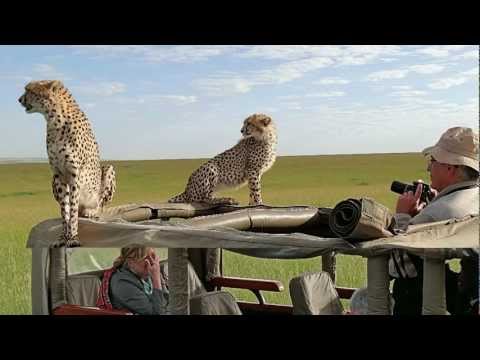 2 cheetah on car masai mara malaika the next generation 2 Geparden auf dem Auto
