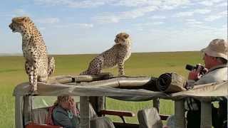 preview picture of video '2 cheetah on car masai mara malaika the next generation 2 Geparden auf dem Auto'