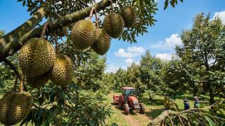 Download lagu Mengintip Industri Durian Vietnam Senilai $3,2 Miliar: Bagaimana Petani Memanen dan Mengekspor Sa... mp3