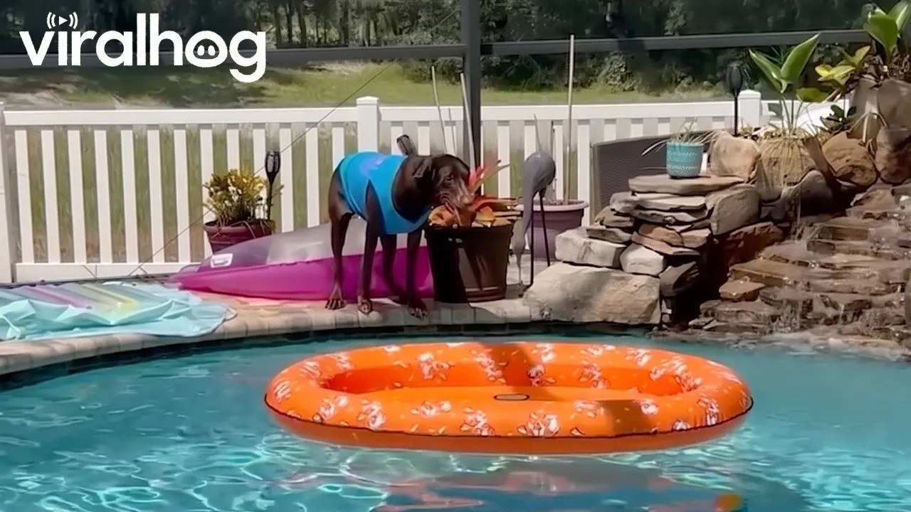 Dog Jumps Onto Pool Float || ViralHog