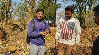 preview picture of video 'Fort Rangana Trek-Green Vine Snake, किल्ले रांगणा-हरणटोळ सर्प'