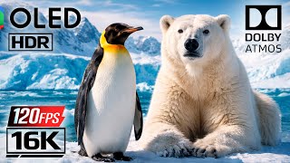 16K Video ULTRA HD 120fps - ARCTIC ADVENTURES Dolby Vision HDR | OLED Demo