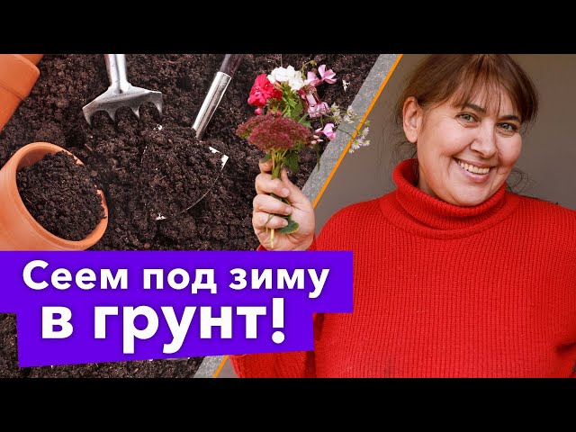 ЗАБУДЬТЕ О РАССАДЕ - ПОСЕЙТЕ ЭТИ ЦВЕТЫ В НОЯБРЕ СРАЗУ В ГРУНТ!