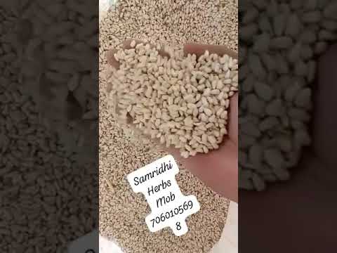 Safflower Seeds Kusum