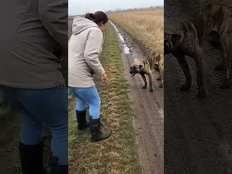 Cachorro ataca mulher no campo! Assista até o fim e descubra o inesperado!