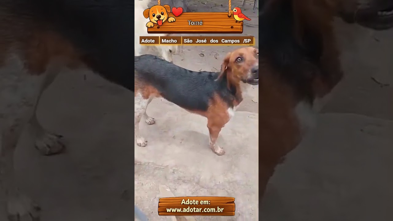 Cachorro raça Foxhound Americano idade 2 anos nome Tomé