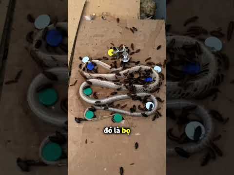 Các phương pháp được sử dụng để làm sạch bộ xương tại bảo tàng. 😲