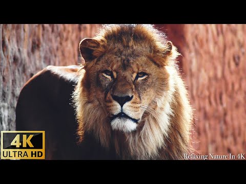 Animals & Wildlife