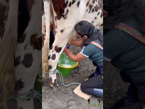 Concurso de la vaca lechera en el marco del último día de las Ferias y Fiestas 2025 en #Guayatá.