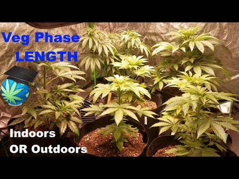 How LONG Should Vegetative Phase Be? - Indoors & Outdoors + Grow Journal Mini-Update