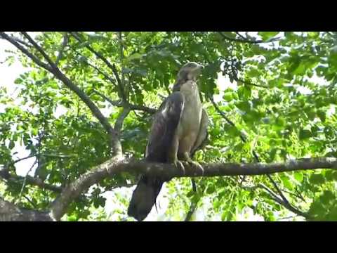 Oriental Honey Buzzard