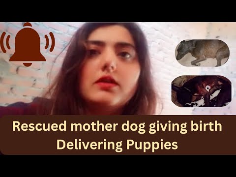 Mother Dog rescued giving birth, Delivering Puppies, Thank you for support 🙏