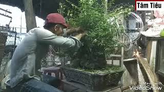 preview picture of video 'Săn bonsai, sửa cây găng sao 9tháng'