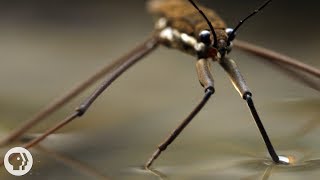 This Is Why Water Striders Make Terrible Lifeguards | Deep Look