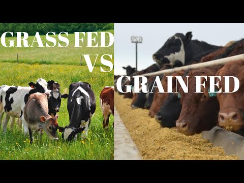 Grass Fed Beef vs Grain Fed Beef | Is Grass Fed Really...