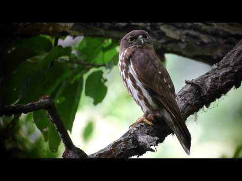 Northern Boobook (Ninox japonica)