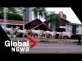 Cows run wild in Bolivia in what mayor calls “a danger to life”