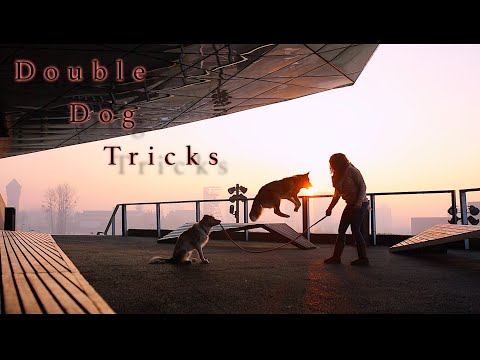 Watch These Two Dogs Do Elaborate Tricks Together
