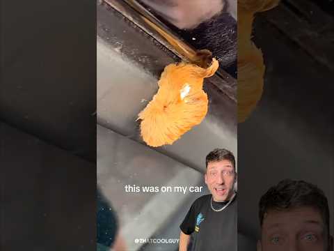 Die Raupe ist SCHRECKLICH