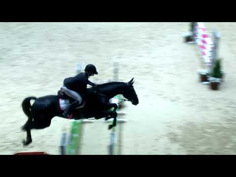 Stellaria (Stolzenberg-Matcho x) 5yo Helsinki International Horse Show 2016