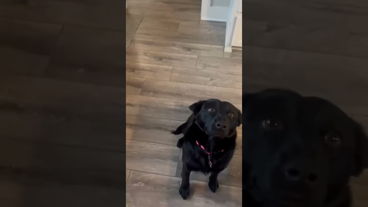 Jazzy, a ADOPTABLE mixed breed in Fishkill , NY video 5/6