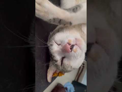 Ruchi is sick 🤒 #cat #funnycats