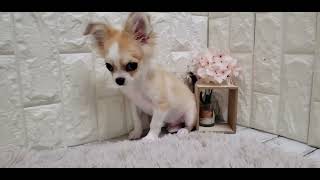 チワワ(ロング)の動画02