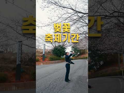 차(car), 넌 차였어(was car) #포포로드벚꽃축제 #교통통제