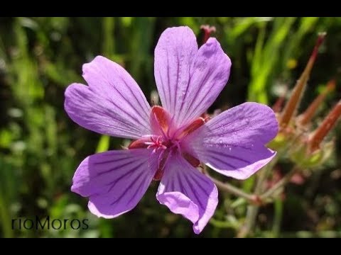 Geranio de flores malva: Geranium malviflorum (www.riomoros.com)