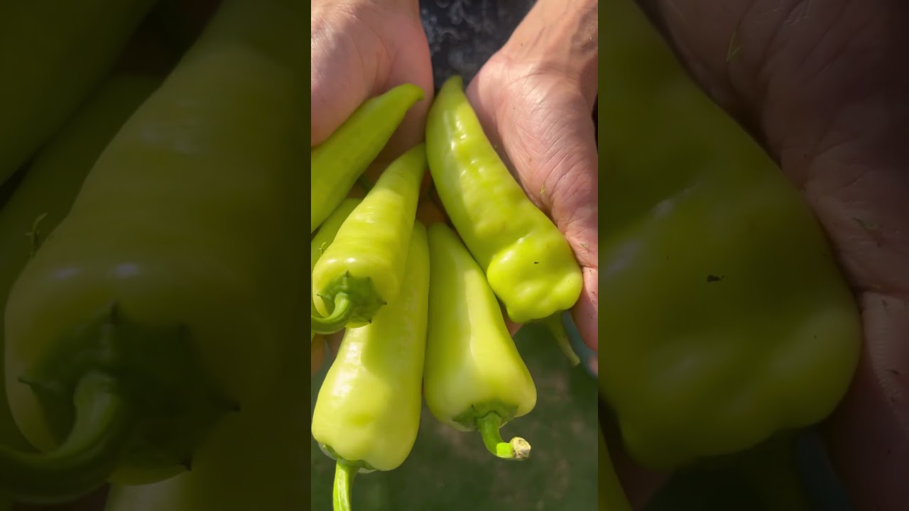 Guyknowsfood Video Ad