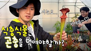 식충식물 매니아