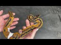 Piebald 100% het Desert Ghost 50% het Cryptic Ball Python