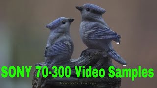 Sony A7iii Sony 70-300 lens cinematic short