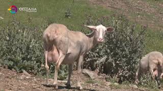 ΚΕΛΛΑΣ: ΣΕ ΥΦΕΣΗ Η ΕΥΛΟΓΙΑ - ΠΕΡΙΟΡΙΣΜΕΝΟΣ ΣΤΗ ΛΕΣΒΟ Ο ΑΦΘΩΔΗΣ ΠΥΡΕΤΟΣ 28 03 2026 ΚΕΛΛΑΣ: ΣΕ ΥΦΕΣΗ Η ΕΥΛΟΓΙΑ - ΠΕΡΙΟΡΙΣΜΕΝΟΣ ΣΤΗ ΛΕΣΒΟ Ο ΑΦΘΩΔΗΣ ΠΥΡΕΤΟΣ 28 03 2026