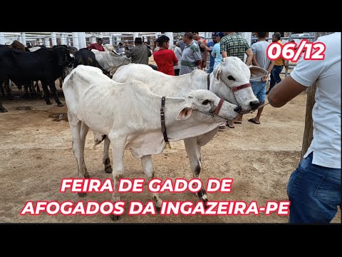 Feira de Gado de Afogados da Ingazeira-PE (06/12/25)