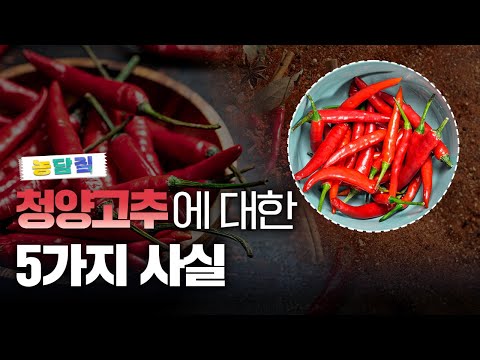 청양고추, 당신이 몰랐던 5가지 사실|농담짚