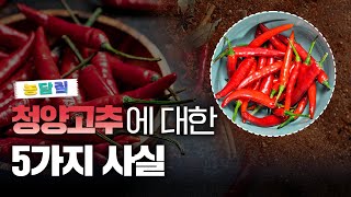 청양고추, 당신이 몰랐던 5가지 사실|농담짚