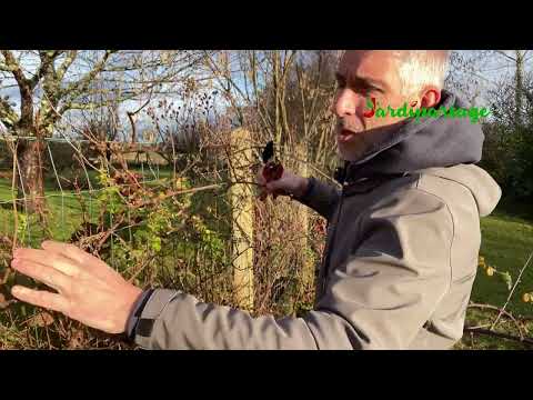 How to prune a mulberry tree (fruit bramble)?