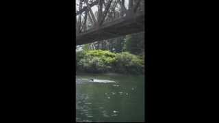 preview picture of video 'Bridge Jumping near Snoqualmie, WA'