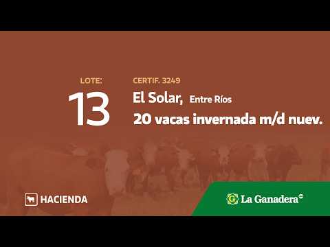 Lote Vacas Invernada m/d nueva