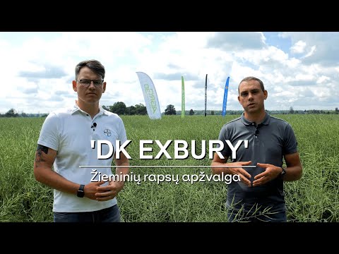 ŽIEMINIAI RAPSAI 'DK EXBURY' – IŠSKIRTINĖ GENETIKA PATIKIMAM DERLIUI