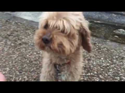 会計学科 映画N.Y.式ハッピー・セラピー主演ジャックニコルソンの顔真似し、歩く愛犬やまとまだ寒い散歩！ 木村勝則滋賀県高島市！