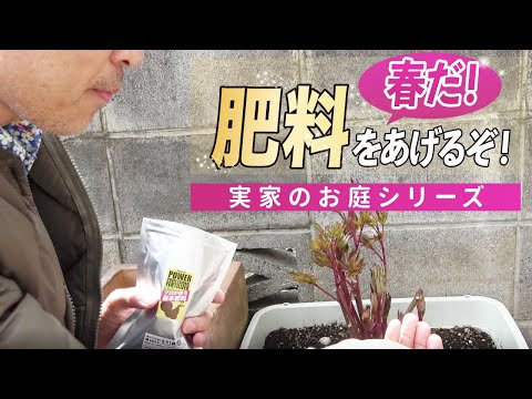 牡丹に最適な肥料は何ですか?この春、美しい花を咲かせるための実践ガイド!  庭園