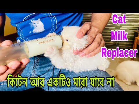 Milk Replacer For Newborn Kitten | Persian Cat Milk Replacer | Persian Cat Hand-feeding | Goat Milk