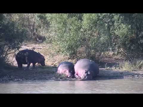 Djuma: Hippo female and two calves resting out of the water - 14:40 - 06/20/2023