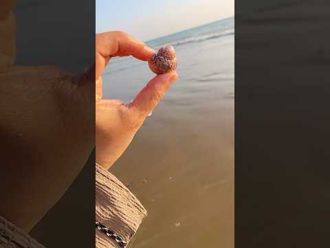 Sea treasure #seatreasures #beachlife #beachvibes #seashell #nature