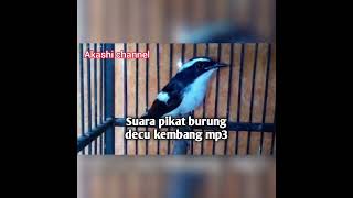 Download lagu Suara pikat burung decu kembang hutan mp3 mp3