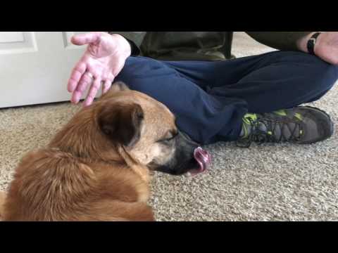 Reiki for Bindi with Robert Bowe